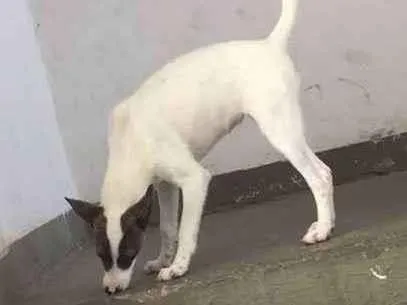 Cachorro ra a Vira lata com pitbull  idade 7 a 11 meses nome Pandora