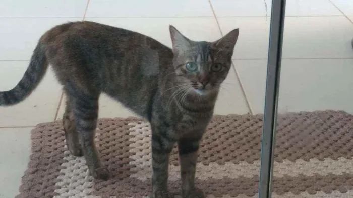 Gato ra a Vira lata idade 1 ano nome MIA