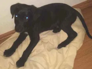 Cachorro raça Vira lada idade 1 ano nome Sem nome