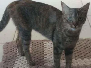 Gato raça Vira lata idade 1 ano nome MIA