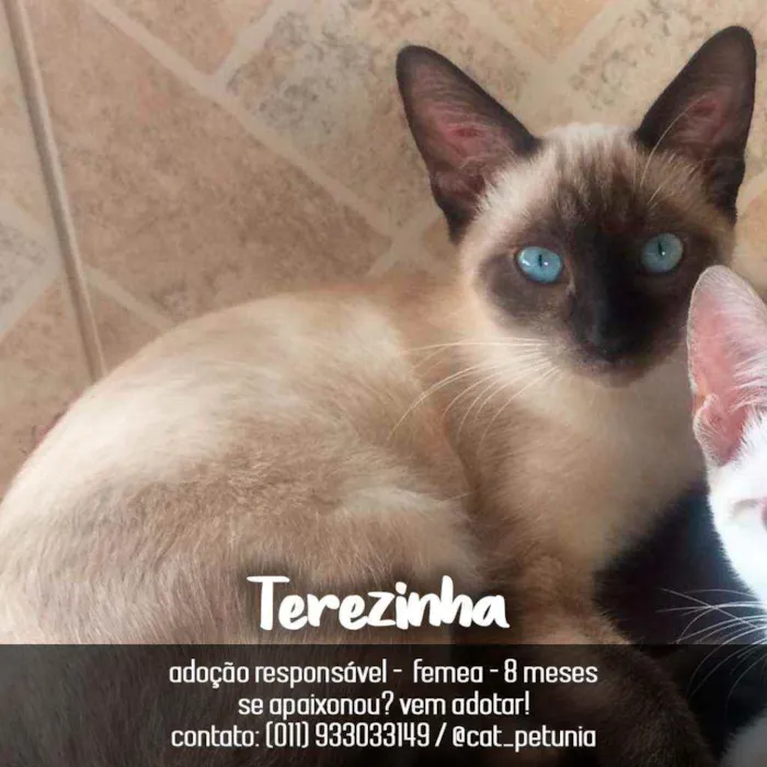 Gato ra a Siamês  idade 7 a 11 meses nome Terezinha