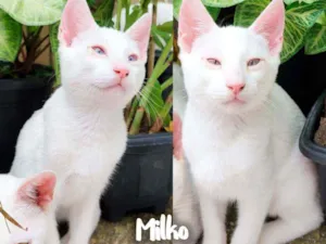 Gato raça SRD - SEM RAÇA DEFINIDA idade 2 a 6 meses nome Milko