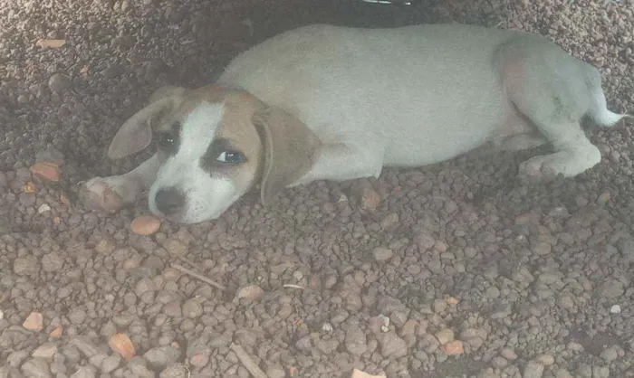 Cachorro ra a Vira lata idade 2 a 6 meses nome Cachorrinhos