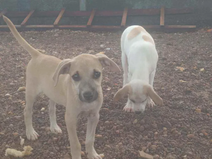 Cachorro ra a Vira lata idade 2 a 6 meses nome Cachorrinhos