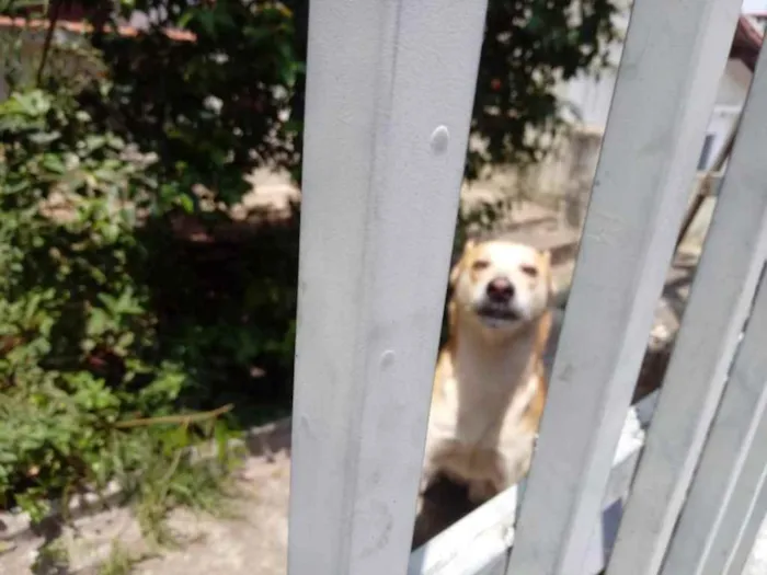 Cachorro raça Srd idade 1 ano nome Trovão bonzinho 