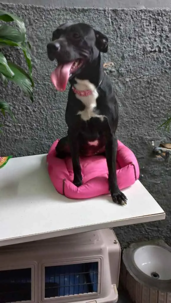 Cachorro raça Srd idade 7 a 11 meses nome Alina Linda bb9meses