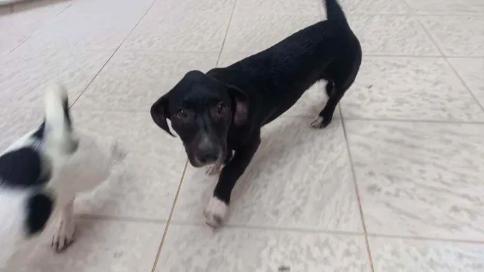 Cachorro ra a Vira lata idade 2 a 6 meses nome Vitório 