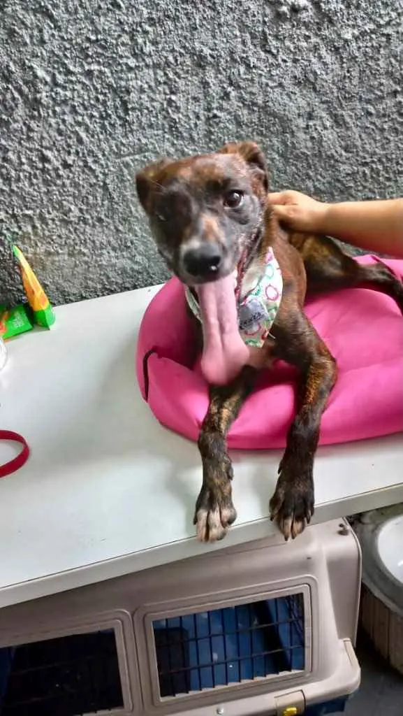 Cachorro raça Pinscher mix srd  idade 7 a 11 meses nome Molly fofa bb9meses 