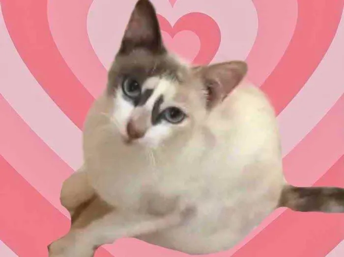 Gato raça Srd idade 1 ano nome Gigi Linda 