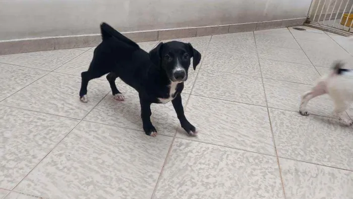 Cachorro ra a Vira lata  idade 2 a 6 meses nome Esmeralda