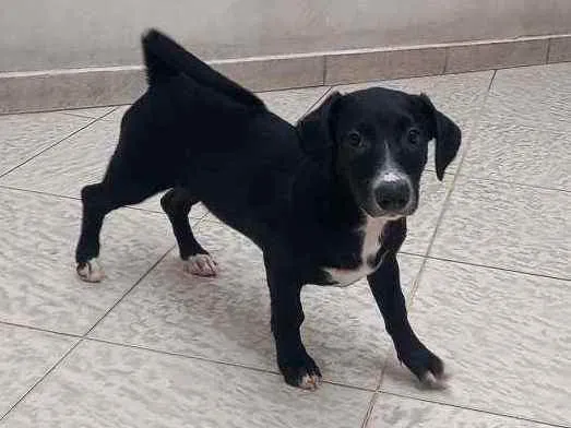 Cachorro ra a Vira lata  idade 2 a 6 meses nome Esmeralda