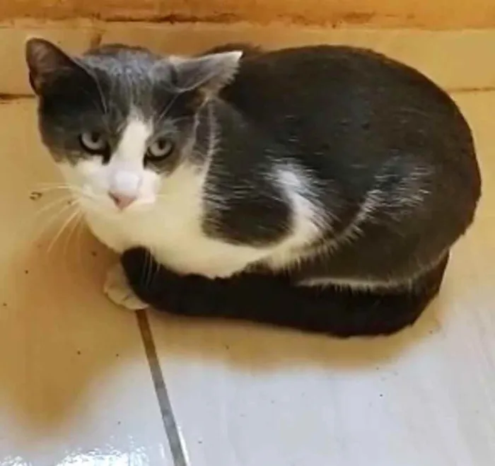 Gato raça Srd idade 1 ano nome Fred lindo e fofo 