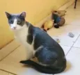 Gato raça Srd idade 1 ano nome Fred lindo e fofo 