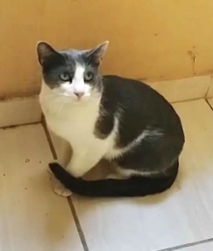 Gato raça Srd idade 1 ano nome Fred lindo e fofo 