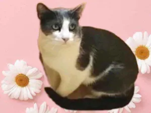 Gato raça Srd idade 1 ano nome Fred lindo e fofo 