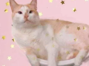 Gato raça Srd idade 2 anos nome Luck muito carinhoso