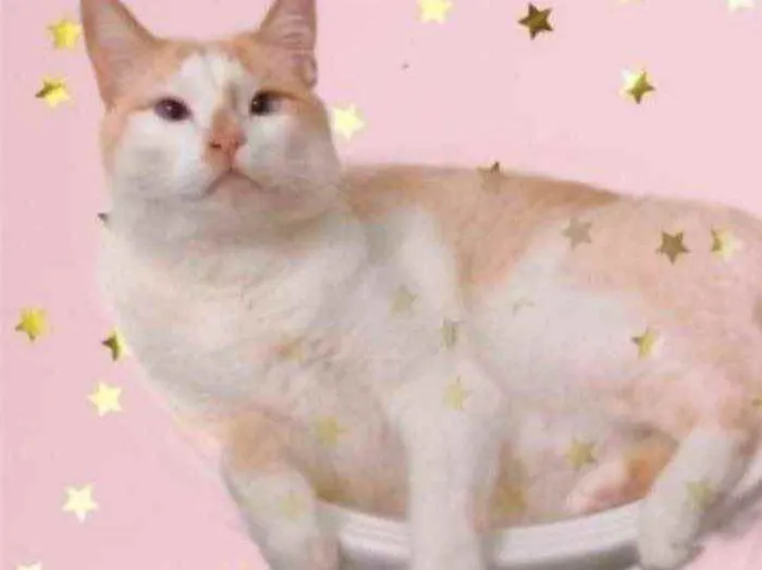 Gato raça Srd idade 2 anos nome Luck muito carinhoso