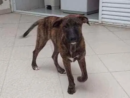 Cachorro ra a Vira lata  idade 2 a 6 meses nome Lúcio 