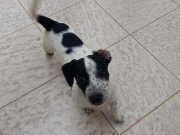 Cachorro ra a Vira lata  idade 2 a 6 meses nome Baltazar 