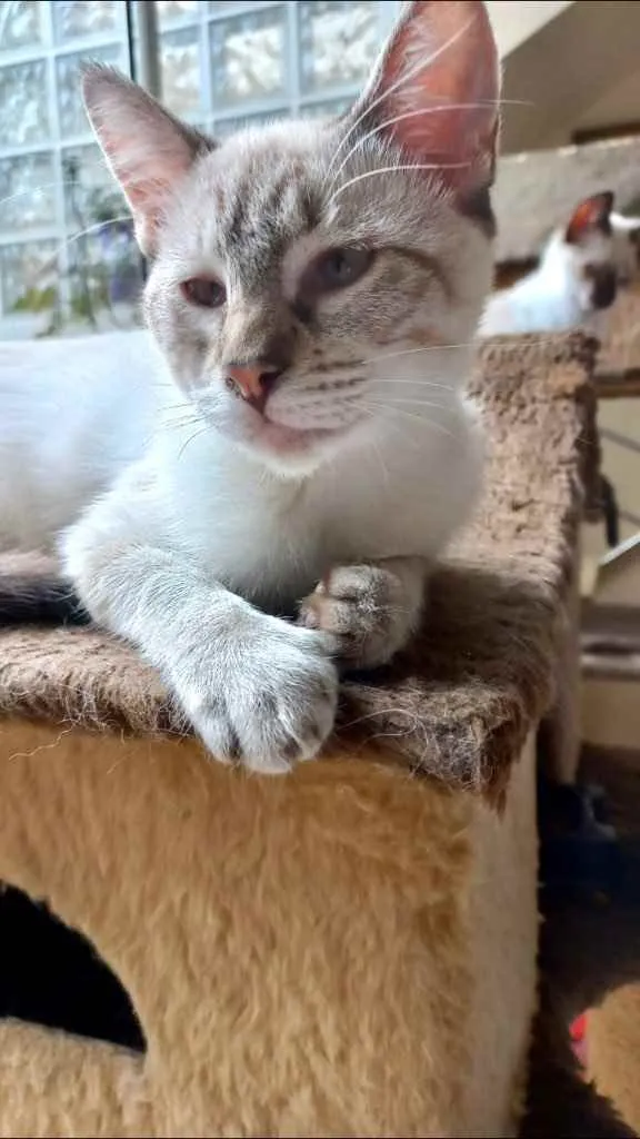 Gato raça Srd idade 2 a 6 meses nome Pipoca bb3meses 