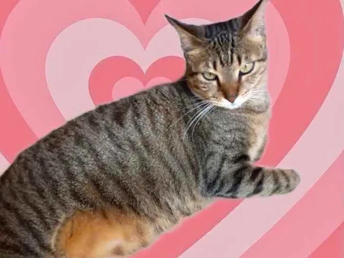 Gato raça Srd idade 1 ano nome Stella Linda 