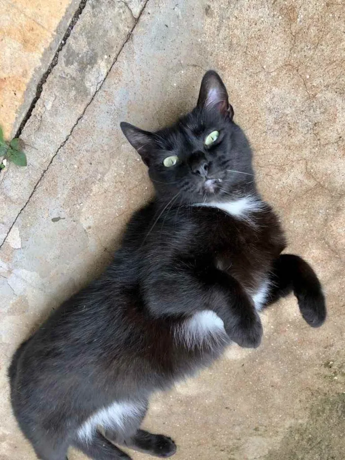 Gato raça Srd idade 1 ano nome Luna Linda 