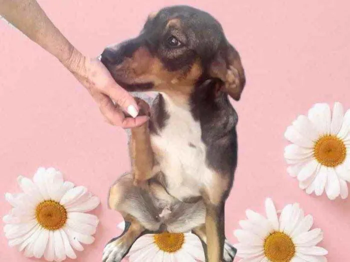 Cachorro raça Srd idade 7 a 11 meses nome Carly bebê 9meses 