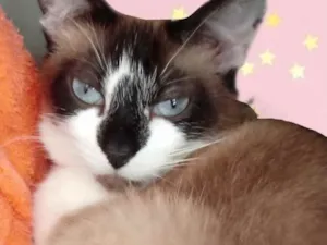 Gato raça Srd idade 1 ano nome Branca 
