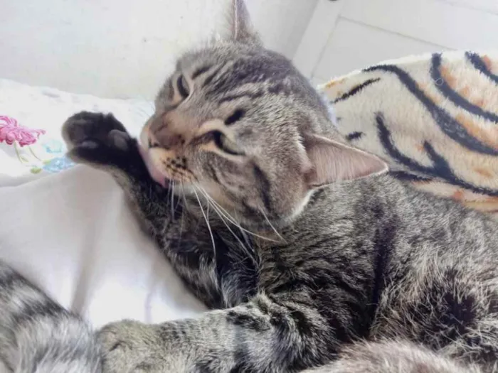 Gato raça Srd idade 1 ano nome Raja 