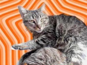 Gato raça Srd idade 1 ano nome Raja 