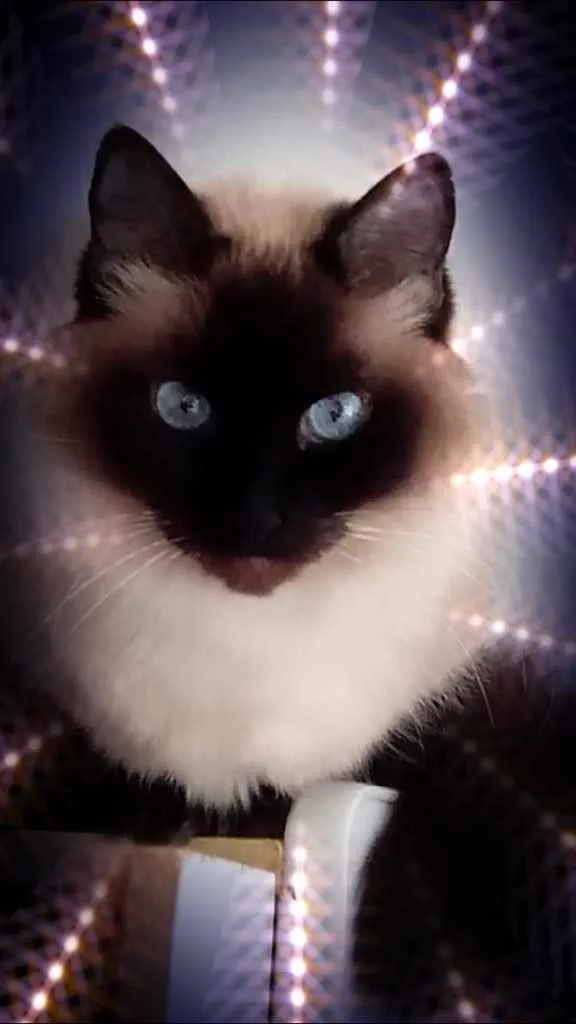 Gato raça Srd idade 1 ano nome Gatinha 