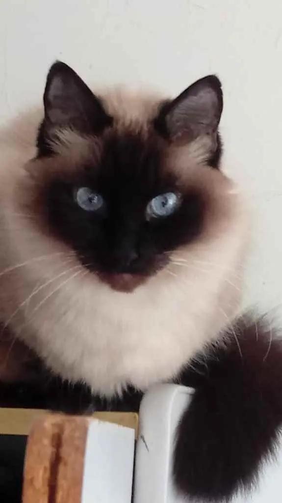 Gato raça Srd idade 1 ano nome Gatinha 