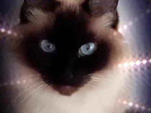 Gato raça Srd idade 1 ano nome Gatinha 