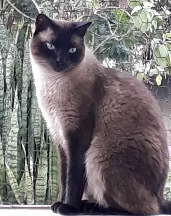 Gato raça Siamês  idade 1 ano nome Nick siamês lindo 