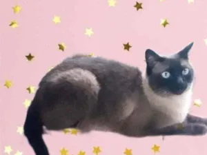 Gato raça Siamês  idade 1 ano nome Nick siamês lindo 
