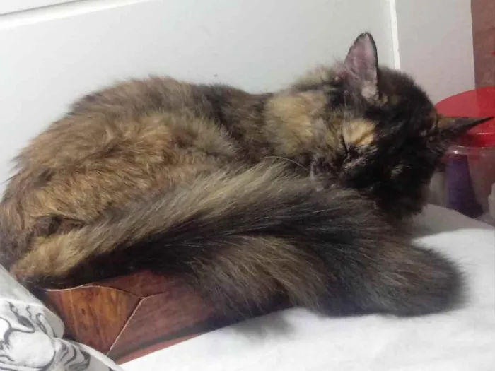 Gato raça Srd  idade 1 ano nome Menina 