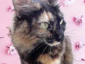Gato raça Srd  idade 1 ano nome Menina 