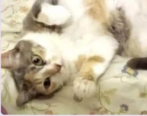 Gato raça Srd  idade 1 ano nome Fumaça 