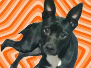 Cachorro raça Srd idade 7 a 11 meses nome Alina Linda bb9meses