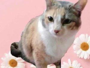 Gato raça Srd  idade 1 ano nome Fumaça 