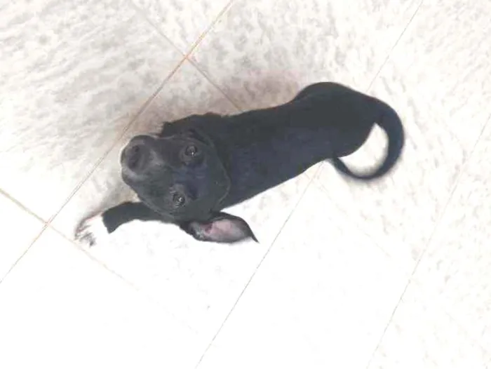 Cachorro ra a Vira lata idade 2 a 6 meses nome Vitório 