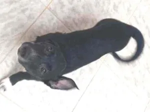 Cachorro raça Vira lata idade 2 a 6 meses nome Vitório 