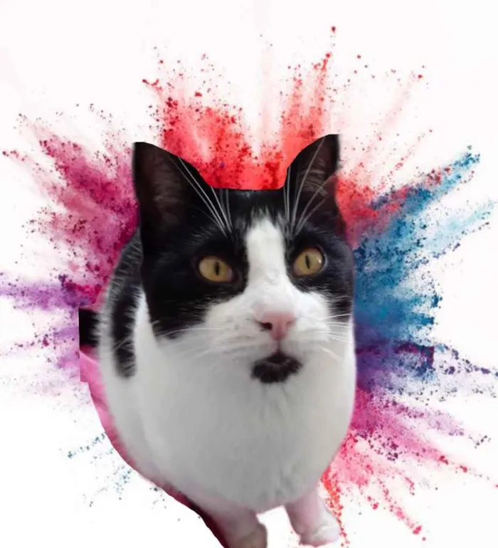 Gato raça Srd idade 1 ano nome Pitoco super Fofo 