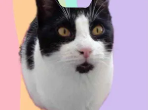 Gato raça Srd idade 1 ano nome Pitoco super Fofo 