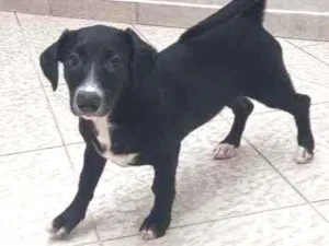 Cachorro raça Vira lata  idade 2 a 6 meses nome Esmeralda