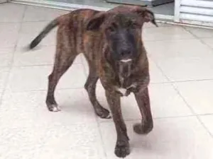 Cachorro raça Vira lata  idade 2 a 6 meses nome Lúcio 