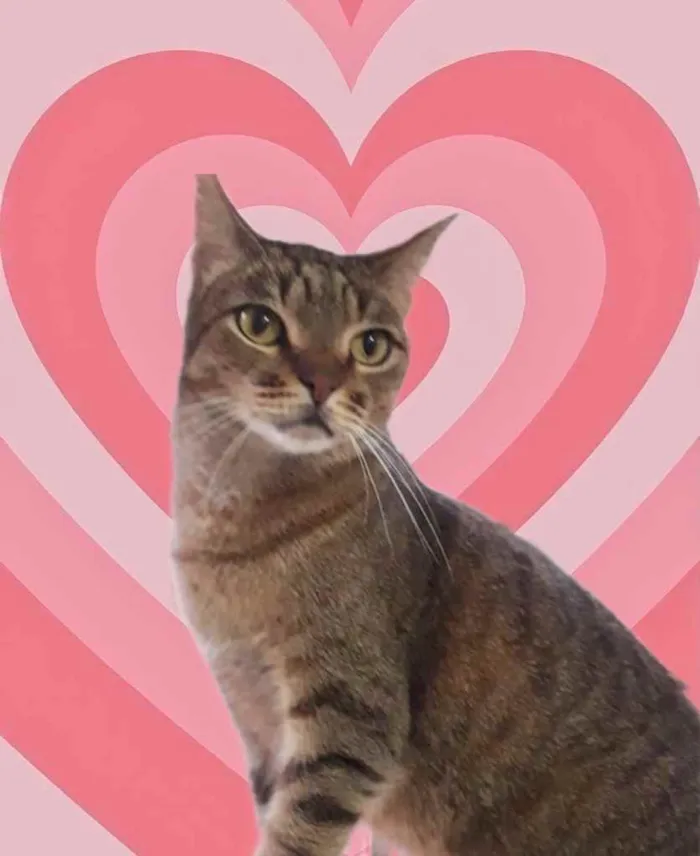 Gato raça Srd idade 1 ano nome Ruivo 