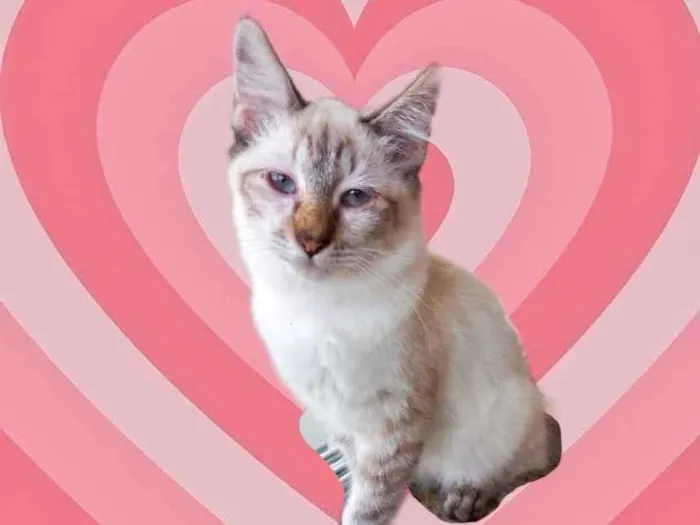 Gato raça Srd idade 2 a 6 meses nome Misha bb3meses 