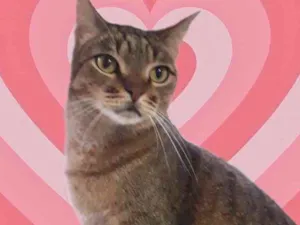 Gato raça Srd idade 1 ano nome Ruivo 