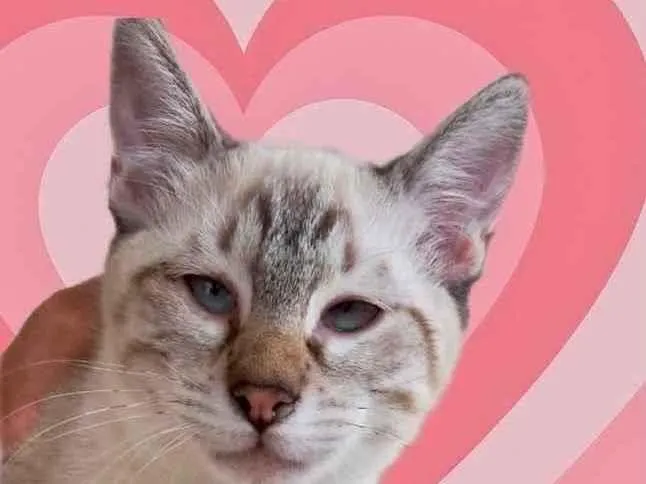 Gato raça Srd idade 2 a 6 meses nome Pipoca bb3meses 